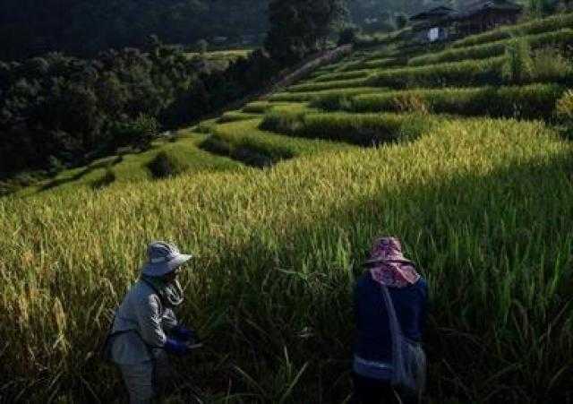 في مواجهة تغير المناخ.. مزارعو تايلاند يتحولون لطريقة زراعية بيئية وصحية
