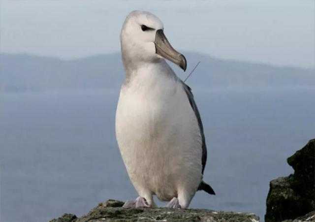 ثأر القطرس.. طائر مهضوم الحق لسنين بسبب الصيد الجائر