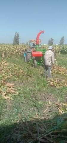 الزراعة : إزالة حقول انتاج تقاوى الذرة الشامية مجهولة المصدر في الدقهلية والبحيرة