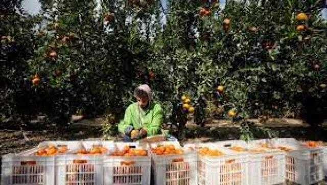 إرتفاع حجم صادرات مصر من البرتقال لـ 64 مليون جنيه فى يوليو الماضى