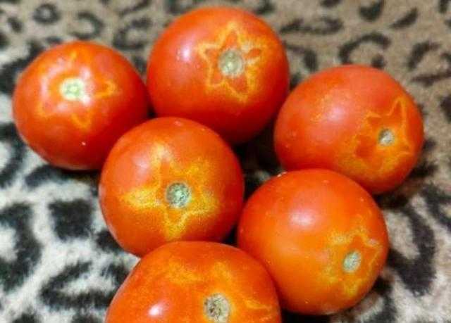 طماطم تحتوي علي بصمة النجمة تنتشر بالاسماعيلية و خبير تغذية يحذر من تناولها