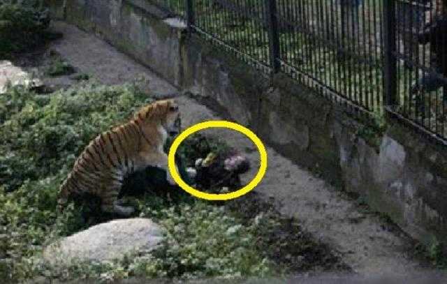صاحب حديقة حيوانات يقوم بحبس الزوار واطلاق النمور عليهم!!