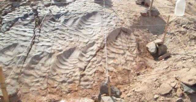 أكتشاف آثار للديناصورات بالصحراء الشرقية من قِبل فريق بحثي بجامعة القاهرة