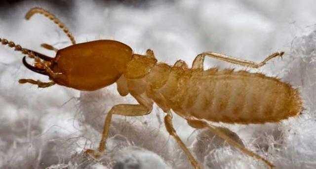 طرق الحماية من النمل الابيض بعد ظهوره الكبير في الأسكندرية
