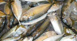 أسعار الأسماك و المأكولات البحرية اليوم السبت 7 يوليه 2022