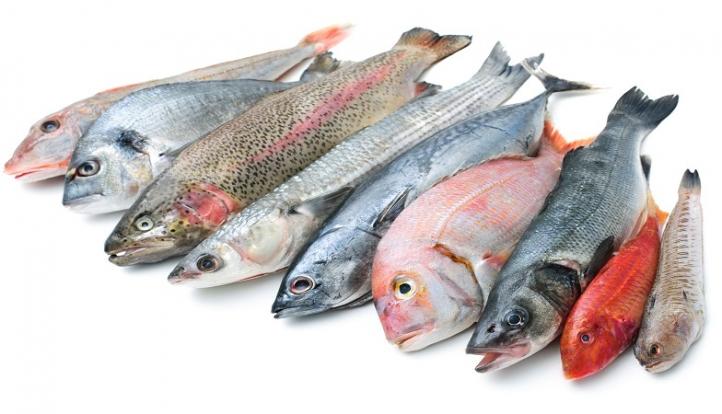 أسعار الأسماك و المأكولات البحرية في مصر اليوم الأثنين 15 أغسطس