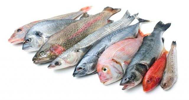 أسعار الأسماك والمأكولات البحرية اليوم السبت 27 أغسطس 2022
