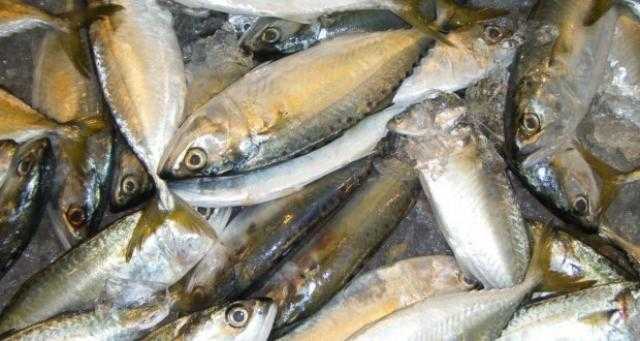 أسعار الأسماك اليوم الإثنين 17 أكتوبر 2022