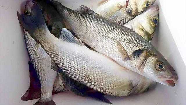أسعار الأسماك والمأكولات البحرية اليوم الأحد 30 أكتوبر