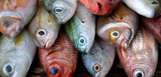 أسعار السمك و المأكولات البحرية اليوم الأربعاء 29 مارس 2023 في مصر
