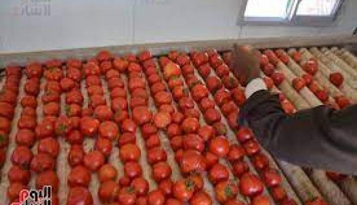 توقع انخفاض أسعار الطماطم إلى 5 جنيهات خلال أيام