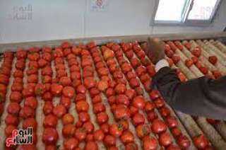 توقع انخفاض أسعار الطماطم إلى 5 جنيهات خلال أيام