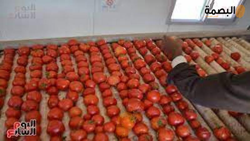  أسعار الطماطم