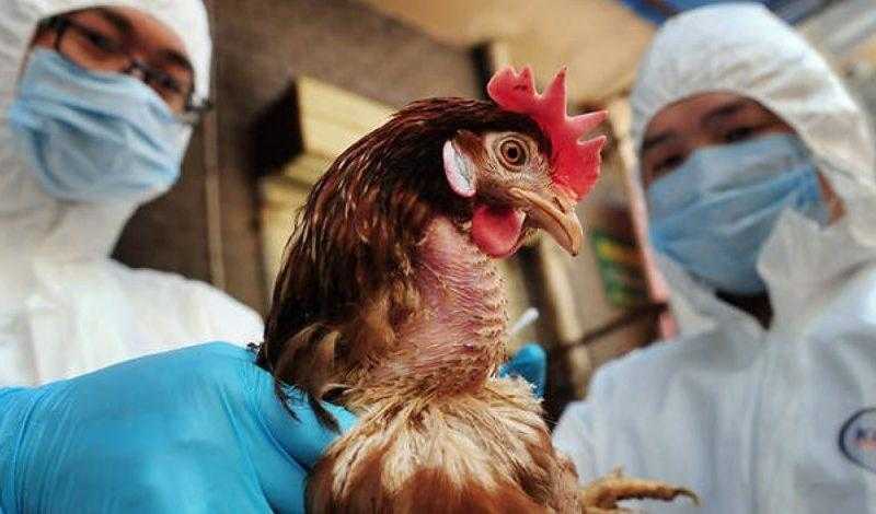 عاجل.. تحديث جديد من  الصحة العالمية حول خطر إنفلونزا الطيور