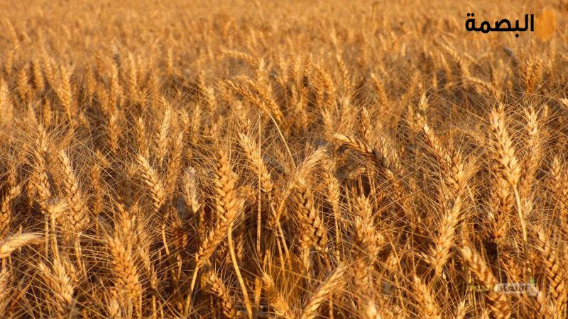 سعر طن القمح اليوم