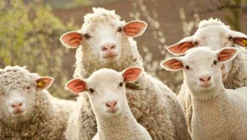 هل يجوز شراء الأضحية بالتقسيط.. اعرف رأي الشرع