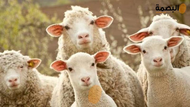 شراء الأضحية بالتقسيط
