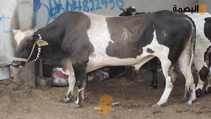 الأضاحي اليوم في مصر