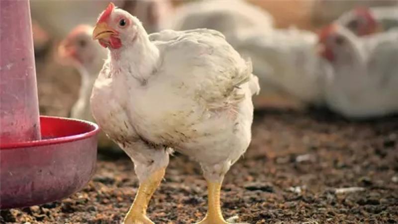 أسعار الفراخ البيضاء اليوم الأربعاx في الأسواق