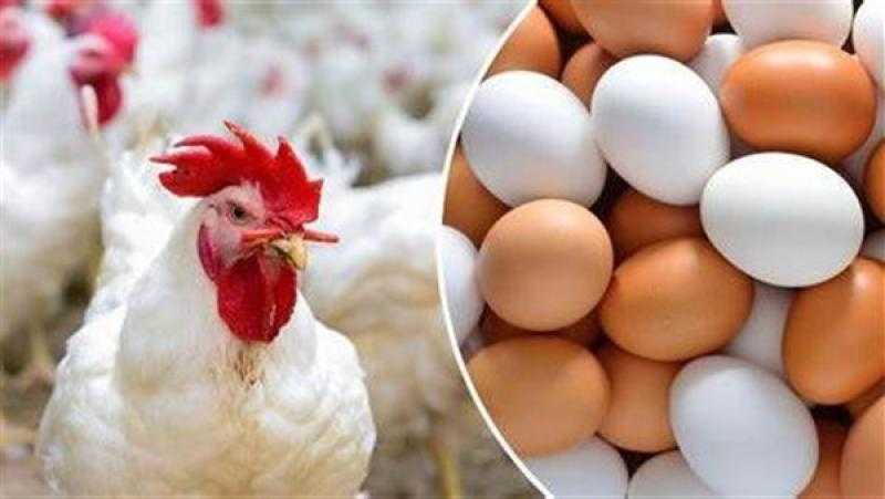 تعرف على أسعار الدواجن والبيض اليوم الأربعاx