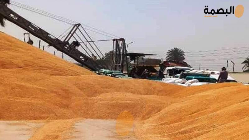 توريد القمح