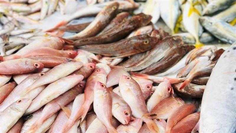 تعرف على أسعار الأسماك اليوم في سوق بورسعيد بالإسماعيلية