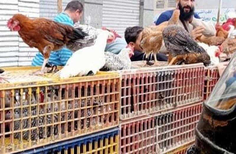 أسعار الفراخ والبط والرومي في الأسواق اليوم الخميس 8 مايو