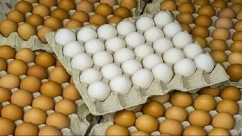 تراجع جديد في أسعار البيض بالأسواق اليوم الخميس 15 مايو